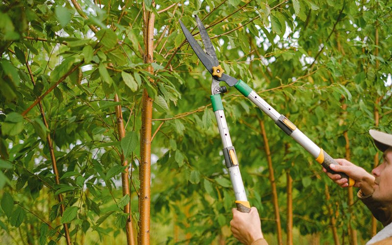Tree trimming in Hardy, IA